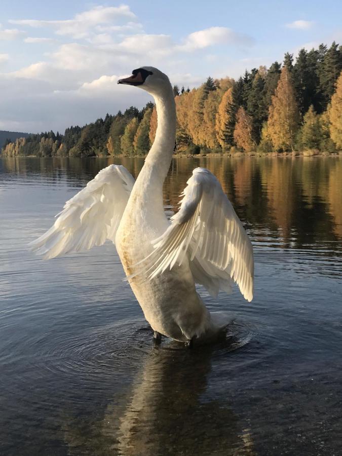 Dum Na Lipne Villa Lipno nad Vltavou Eksteriør bilde
